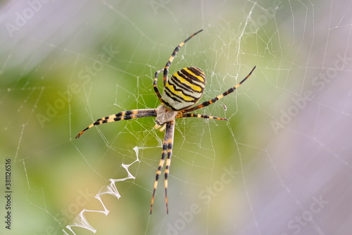 gelb schwarze Wespenspinne im Netz Argiope bruennichi