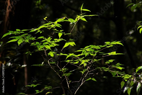 green leaves in the forest