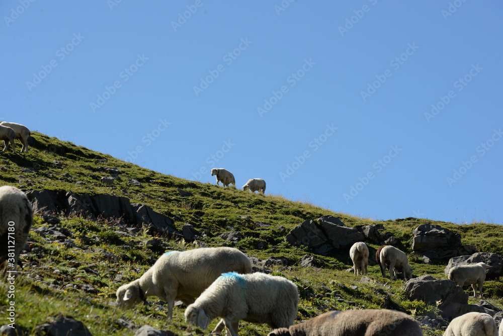 Naklejka premium Bergschafe.Schafherde in den Alpen