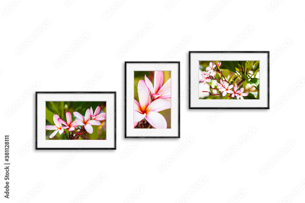 Three black frames set with beautiful tropical flowers pictures, realistic wooden frameworks isolated on white wall Three black frames set with beautiful tropical flowers pictures, realistic wooden frameworks isolated on white wall