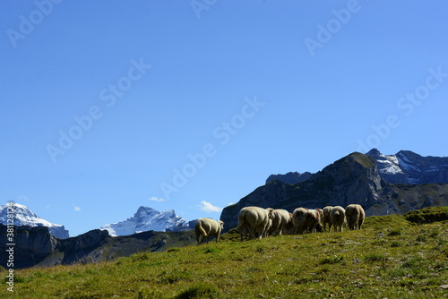 Bergschafe.Schafherde in den Alpen