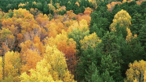 Aerial view of autumn forest with colorful trees. Trees with bright yellow and green foliage. Mixed forest in autumn.