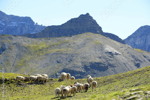 Bergschafe.Schafherde in den Alpen photo