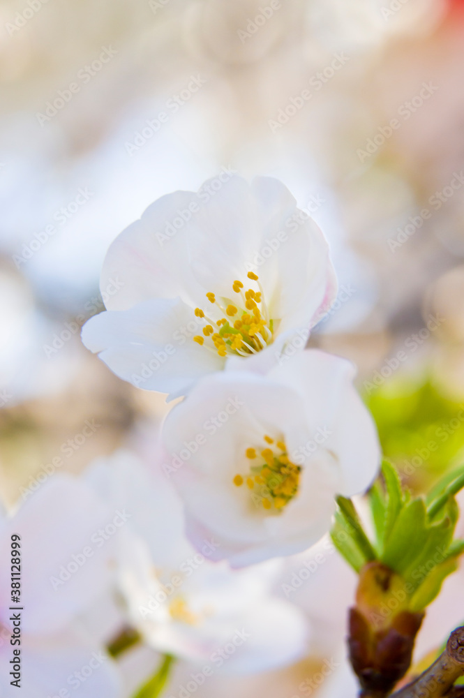 The cherry blossoms in the park are in full bloom.