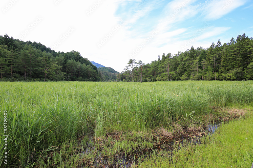 徳島県三好市　黒沢湿原の風景