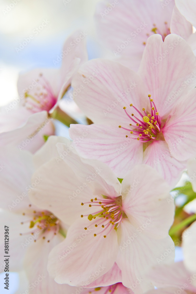 The cherry blossoms in the park are in full bloom. The cherry blossoms in the park are in full bloom.