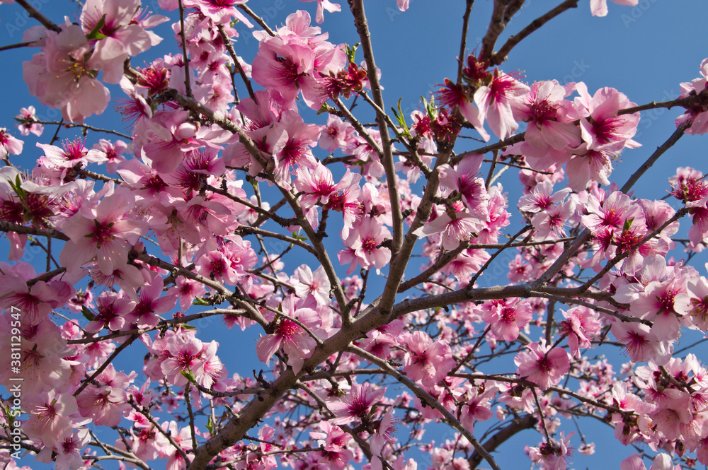 The cherry blossoms in the park are in full bloom. The cherry blossoms in the park are in full bloom.