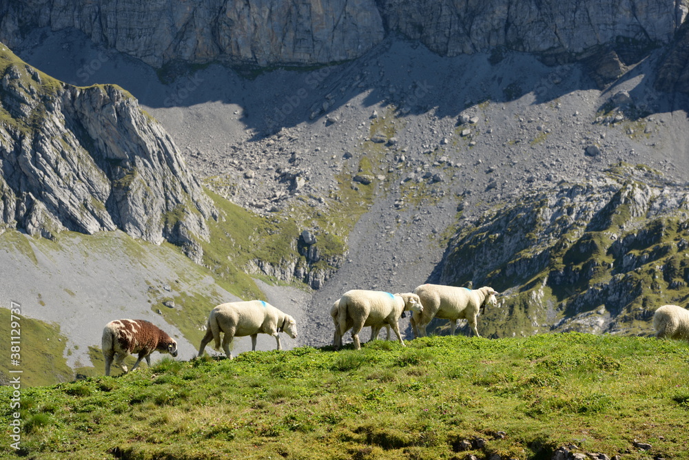 Fototapeta premium Bergschafe.Schafherde in den Alpen