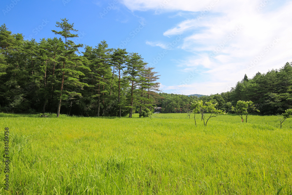 Fototapeta premium 徳島県三好市 黒沢湿原の風景