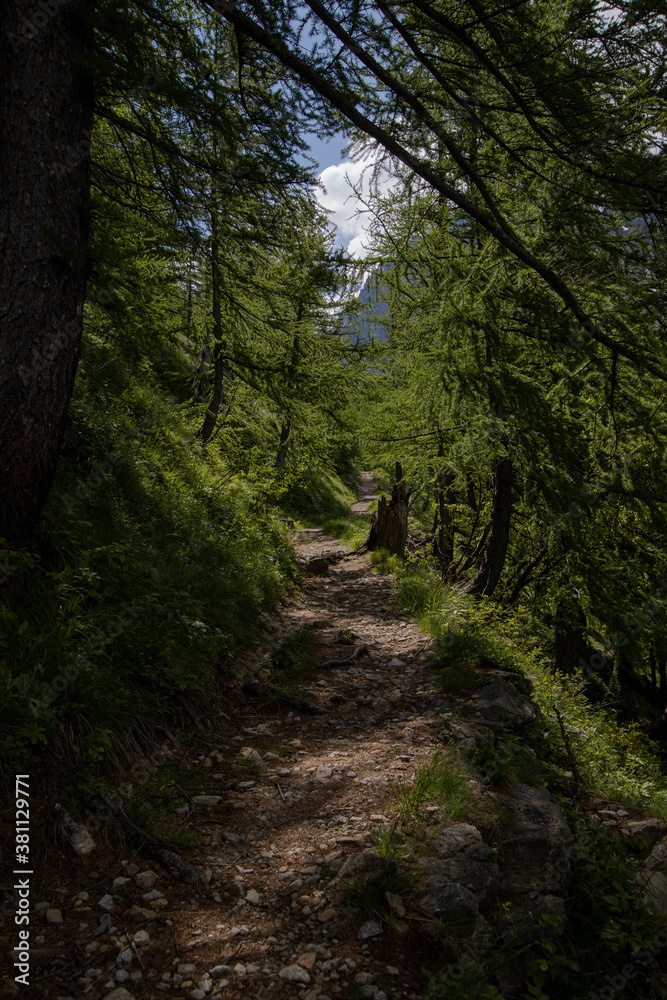 walk in the woods of the Gesso Valley