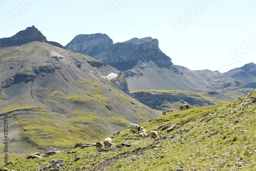 Bergschafe.Schafherde in den Alpen photo