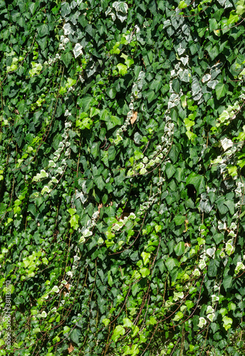 green ivy plant background leaves pattern