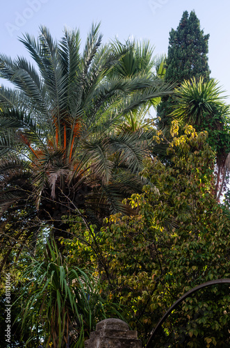 Green italian garden with different species of trees