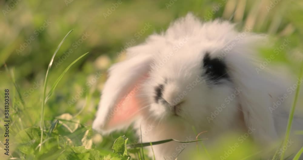 Dwarf Angora Rabbit in the green grass. Dwarf Angora Rabbit in the green grass.