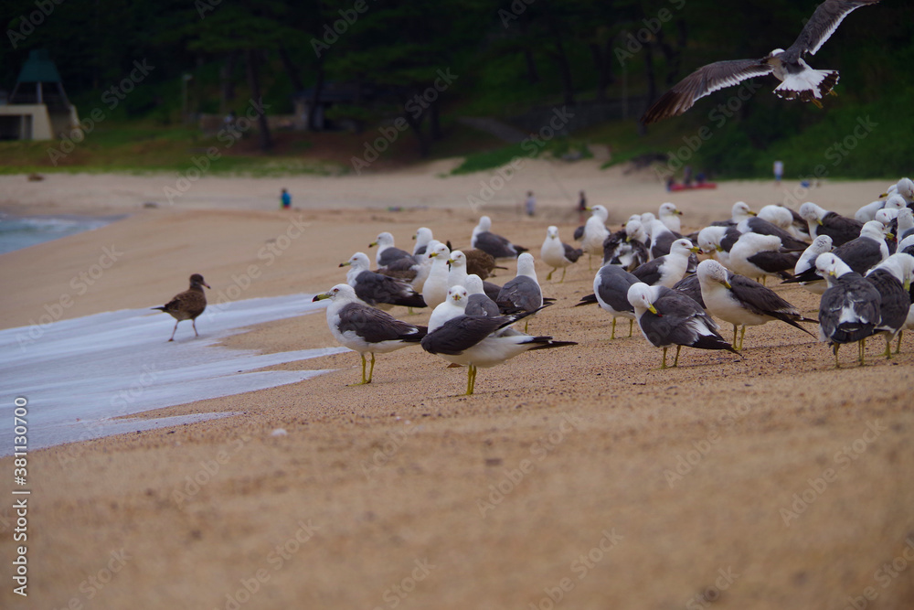 Naklejka premium 砂浜で飛び立つカモメの群れ 京都府 海岸の風景