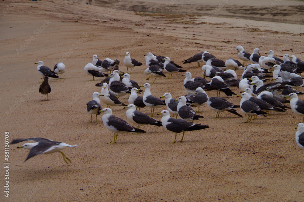 Fototapeta premium 砂浜で飛び立つカモメの群れ 京都府 海岸の風景