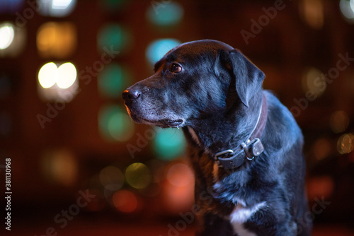 Labrador in a city courtyard in the evening against the background of blurred glowing windows.