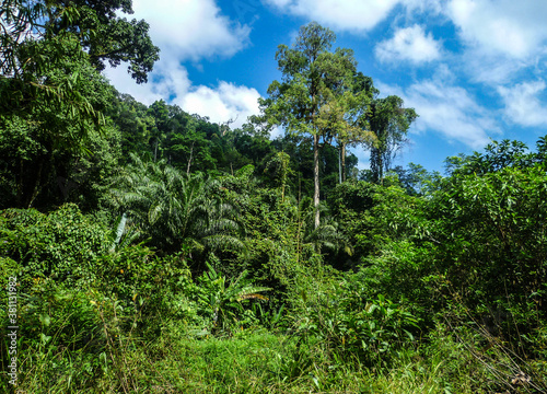 Lush, dense tropical vegetation against the backdrop of a bright, blue sky.