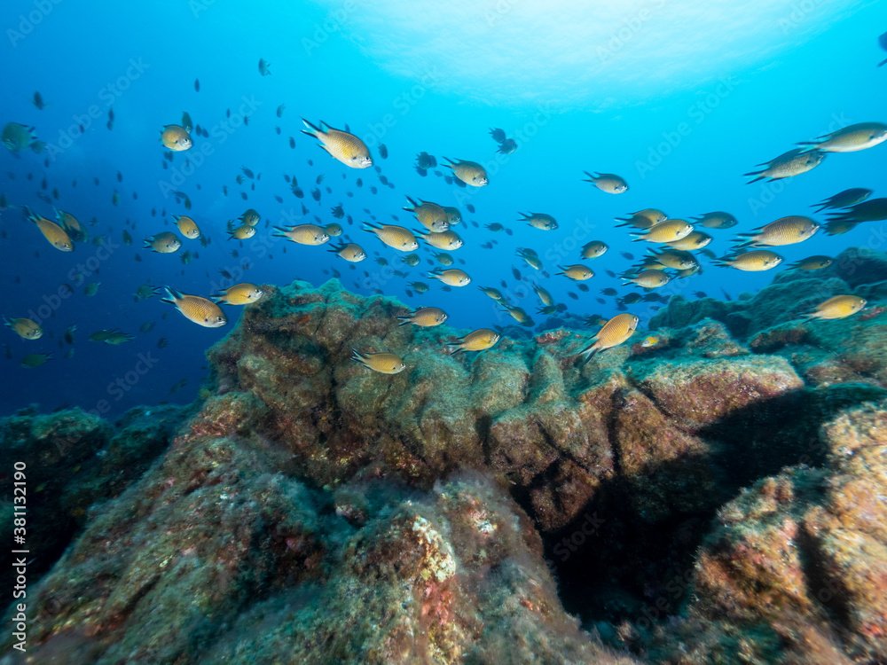 Obraz premium Rifflandschaft mit Fahnenbarschen