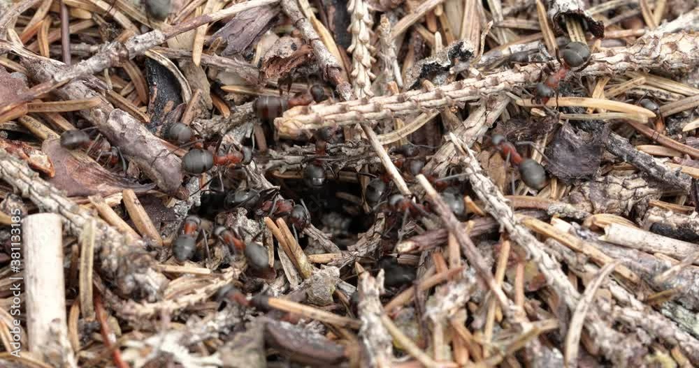 Wild ant hill in the forest closeup Wild ant hill in the forest closeup