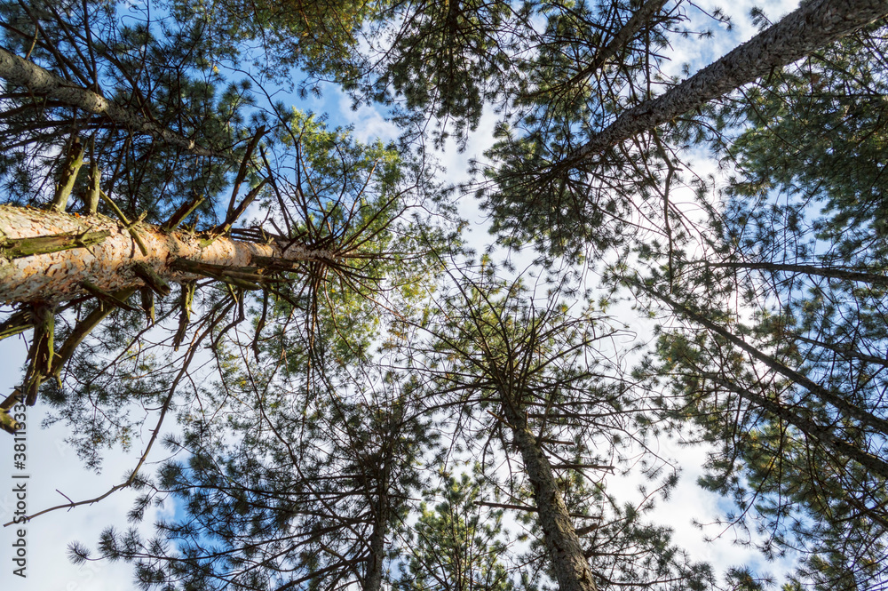 Bottom view of tall pine trees of evergreen forest in autumn Bottom view of tall pine trees of evergreen forest in autumn