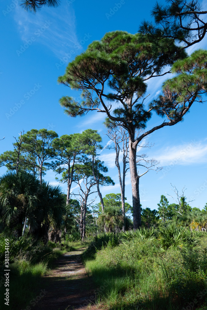 Landscape of Honeymoon Island State Park in Florida Landscape of Honeymoon Island State Park in Florida