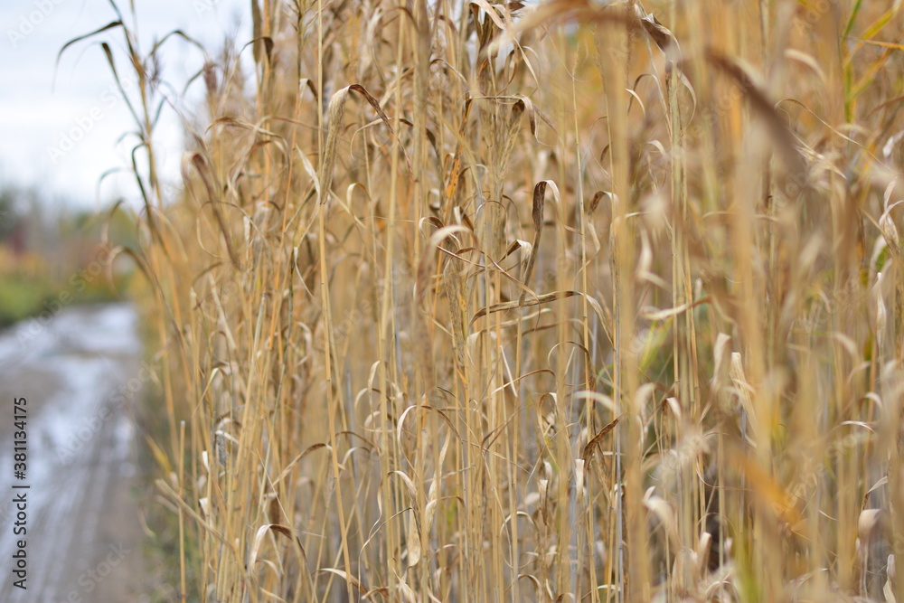 Fototapeta premium field and road