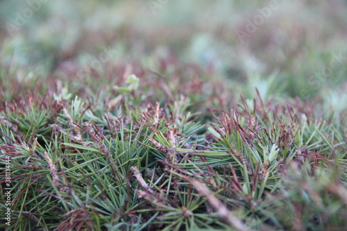 moss on the ground