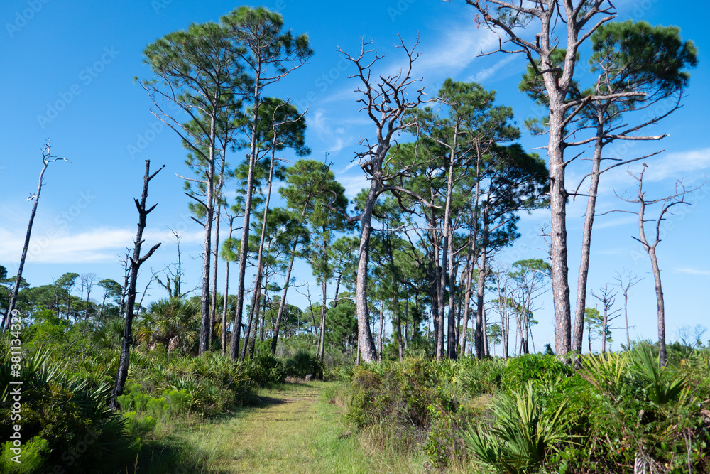 Landscape of Honeymoon Island State Park in Florida Landscape of Honeymoon Island State Park in Florida