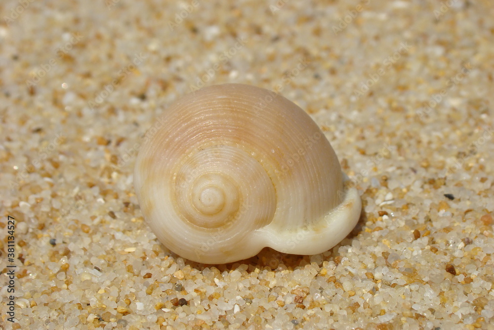 Sand Bonnet (Semicassis saburon) Sand Bonnet (Semicassis saburon)