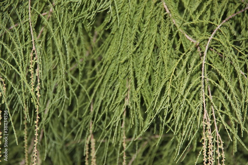 green grass background in park