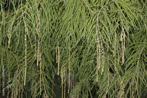 rice paddy field in park