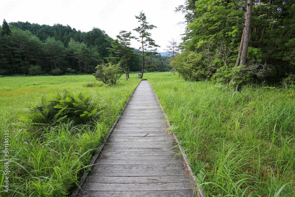 徳島県三好市 黒沢湿原の風景 徳島県三好市 黒沢湿原の風景
