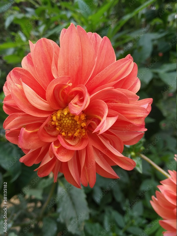 red dahlia flower in my garden red dahlia flower in my garden