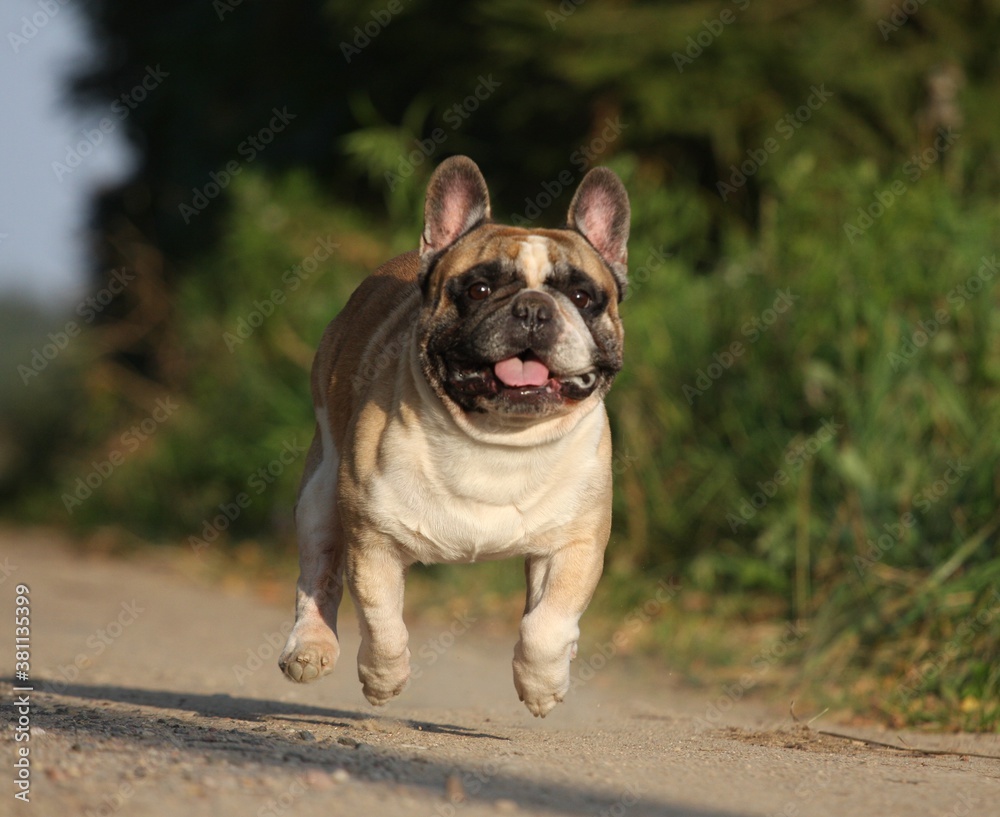 Running dog. French bulldog. Photos
