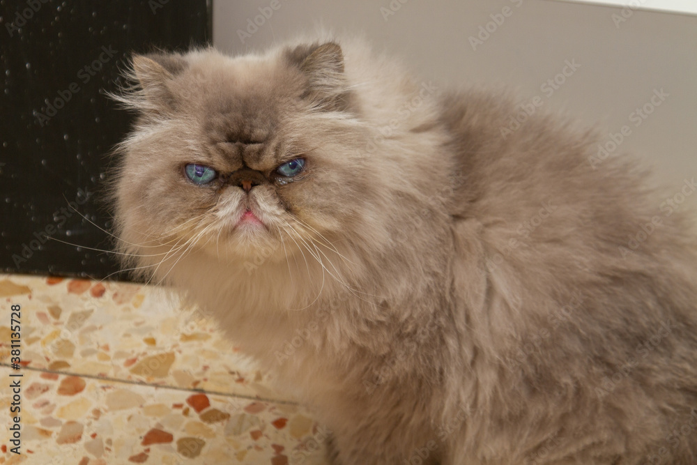 Portrait of a Persian-Himalayan cat sitting on the floor.