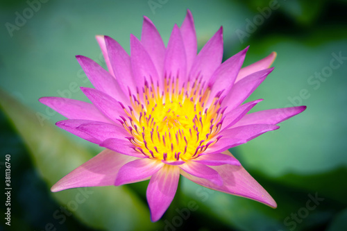 Pink lotus flowers in the lotus pond