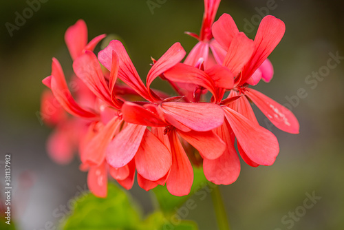 geranium flower in a park.