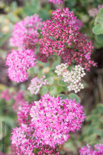 pink flower