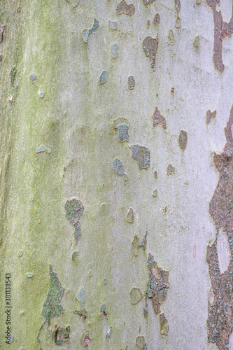 Platane, Platanus Acerifolia