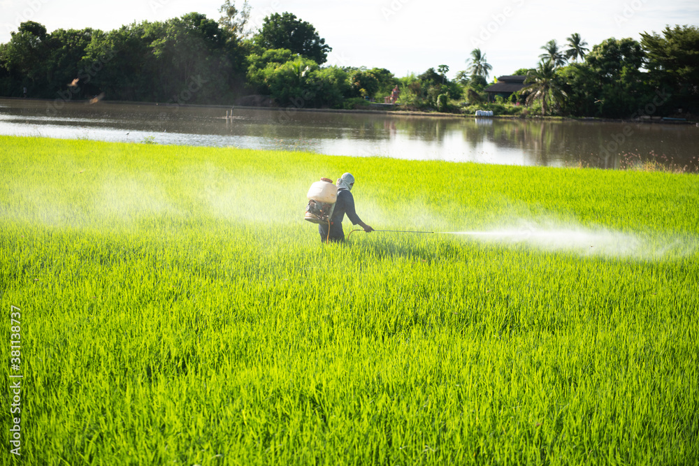 Farmer spraying insecticide in green rice fields. Farmer spraying insecticide in green rice fields.