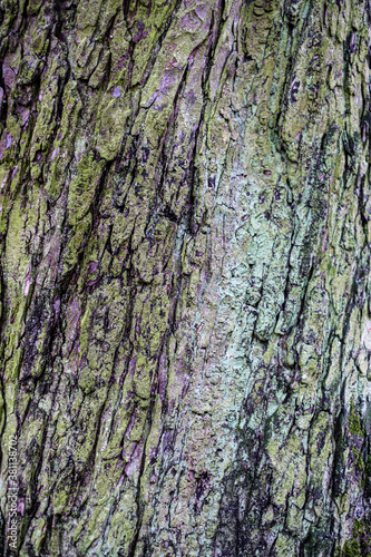 Rosskastanie, Aesculus Hippocastanum