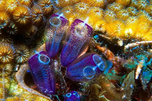 Tunicates - Sea Squirts (Clavelinidae) - Guanaja  photo