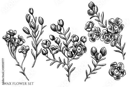 Vector set of hand drawn black and white wax flower