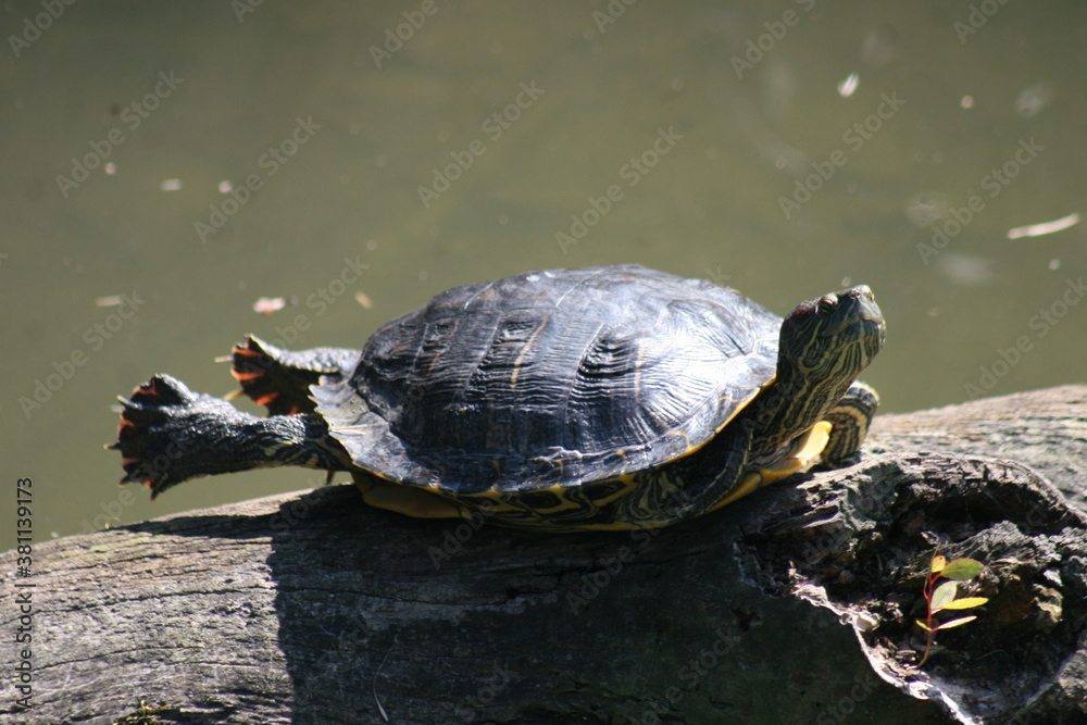 Obraz premium Water Turtle 2020 AI