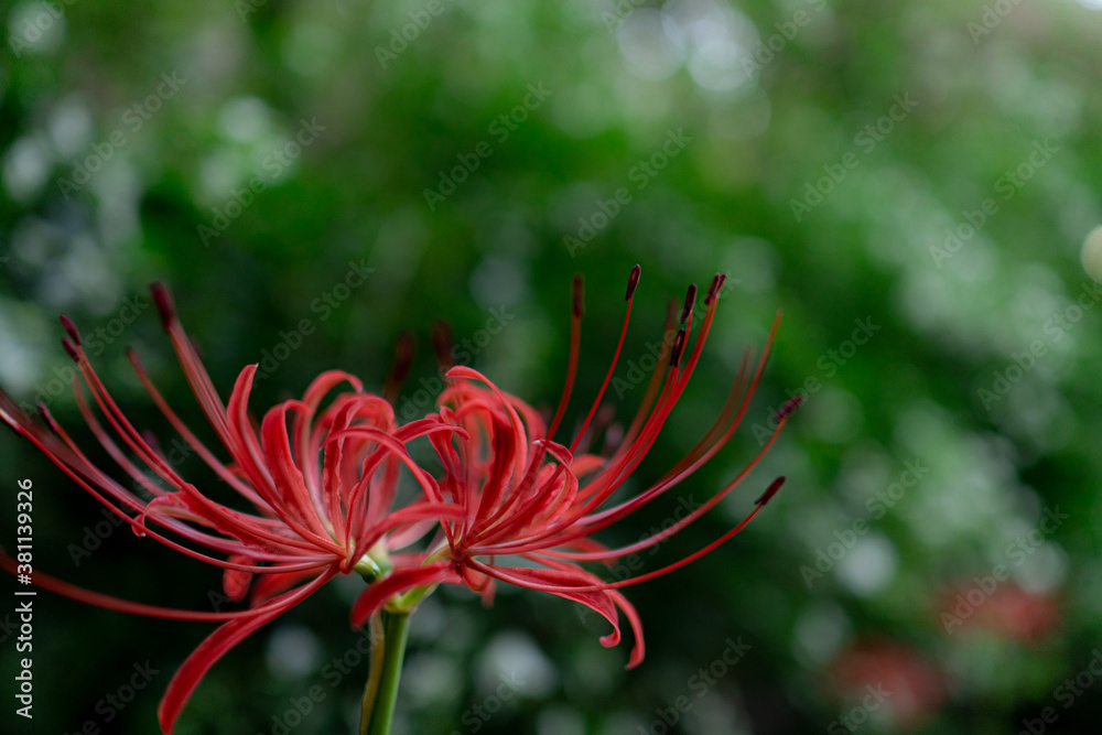 Red spider lily blooming in nature Red spider lily blooming in nature