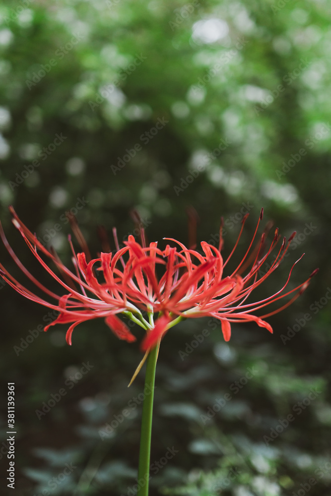 Red spider lily blooming in nature Red spider lily blooming in nature