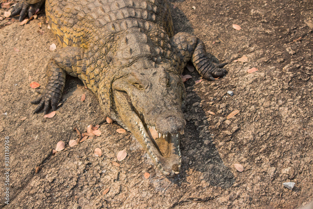 Fototapeta premium Nile crocodile (Crocodylus niloticus) basking with open mouth in the bank of Messica river stream in Manica, Mozambique near Zimbabwe border