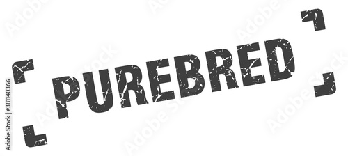 purebred stamp. square grunge sign isolated on white background