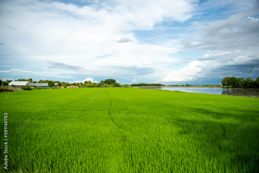 Morning green rice fields in the countryside